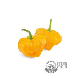 PEPERONCINO JAMAICAN YELLOW - Barattolo da 20gr