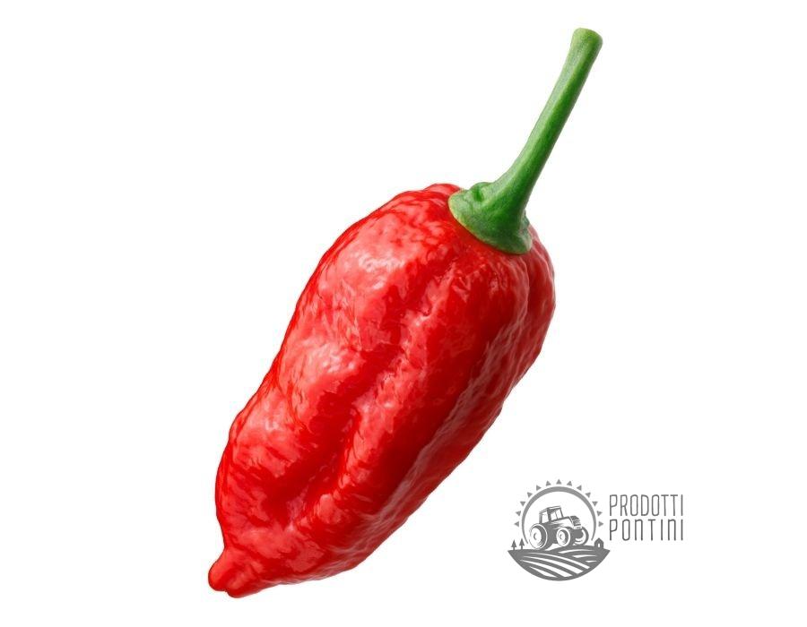 PEPERONCINO NAGA MORICH