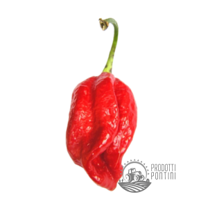 PEPERONCINO NAGA VIPER - Barattolo da 20gr
