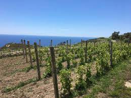 agrowine | Prodotti Pontini